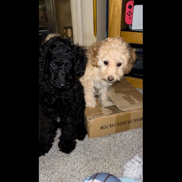 Miniature Poodle - Both