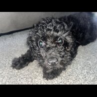 Miniature Poodle - Both
