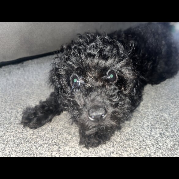 Miniature Poodle - Both