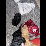 Miniature Poodle - Both