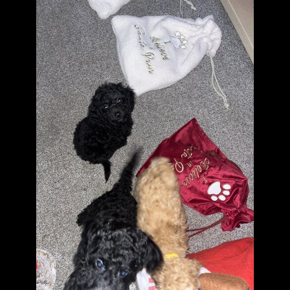 Miniature Poodle - Both