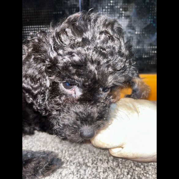 Miniature Poodle - Both