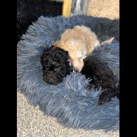 Miniature Poodle - Both