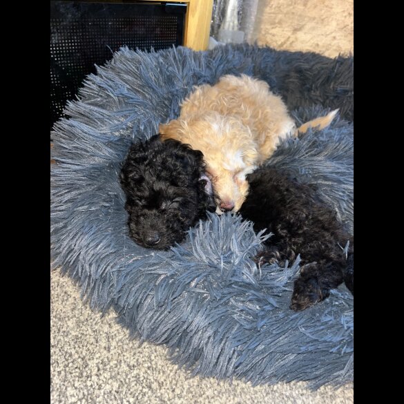 Miniature Poodle - Both