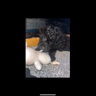 Miniature Poodle - Both