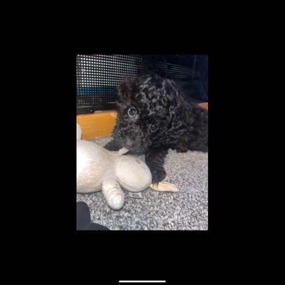 Miniature Poodle - Both