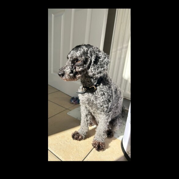 Miniature Poodle - Both
