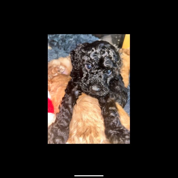 Miniature Poodle - Both