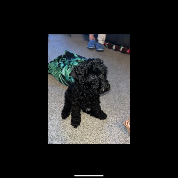 Miniature Poodle - Both
