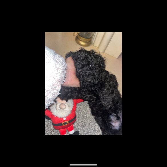 Miniature Poodle - Both