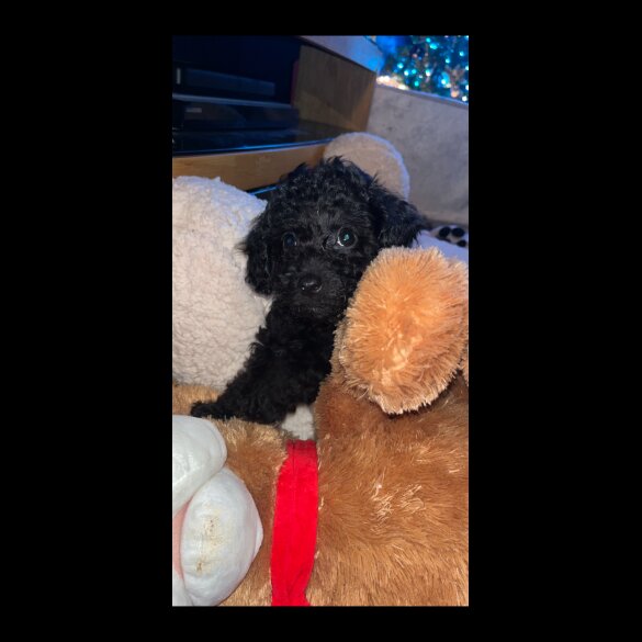 Miniature Poodle - Both