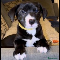 Mixed Breed - Dogs
