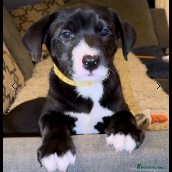 Mixed Breed - Dogs