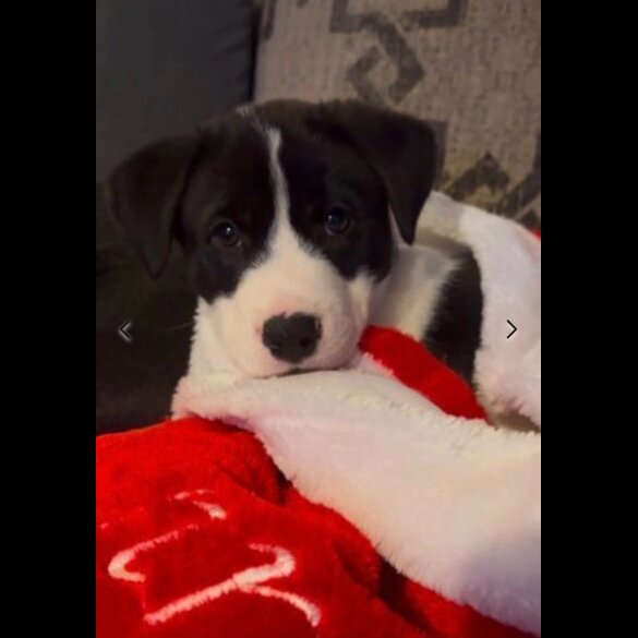 Mixed Breed - Dogs