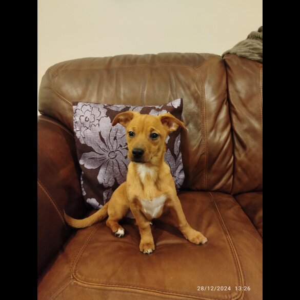 Mixed Breed - Both