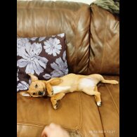 Mixed Breed - Both
