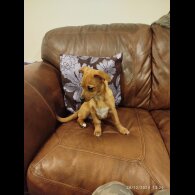 Mixed Breed - Both