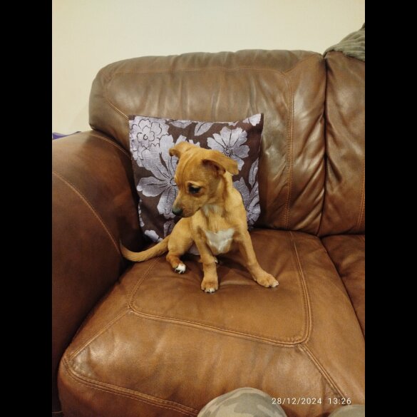 Mixed Breed - Both