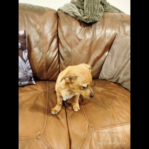 Mixed Breed - Both
