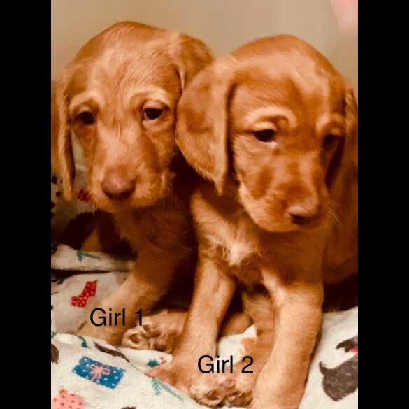 Hungarian Vizsla - Bitches