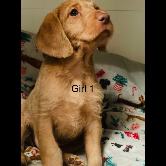 Hungarian Vizsla - Bitches