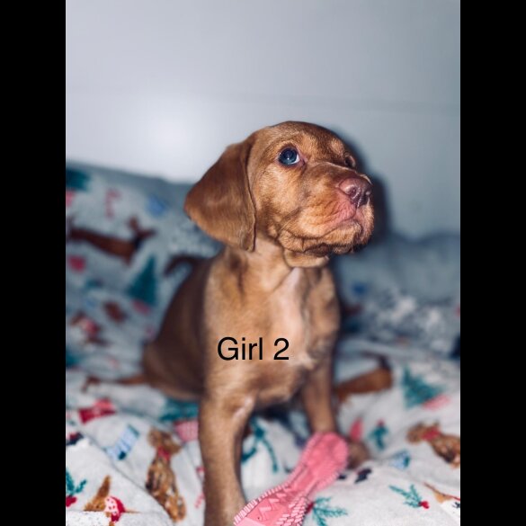 Hungarian Vizsla - Bitches