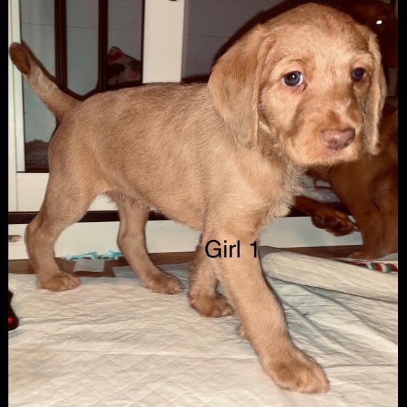 Hungarian Vizsla - Bitches