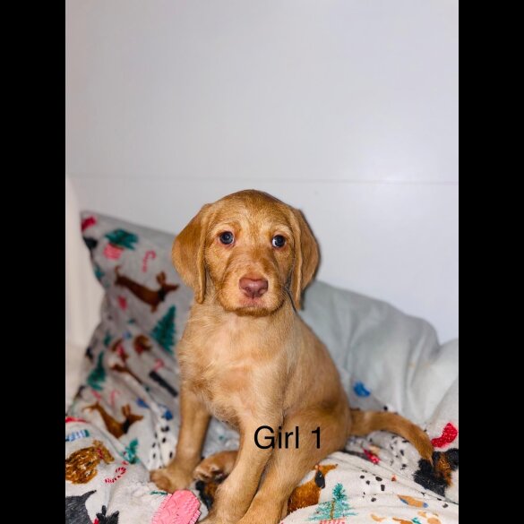 Hungarian Vizsla - Bitches