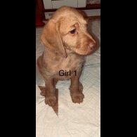 Hungarian Vizsla - Bitches
