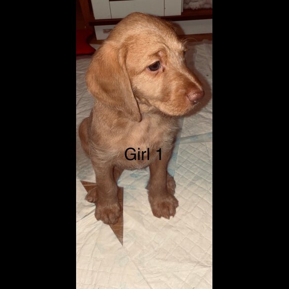 Hungarian Vizsla - Bitches