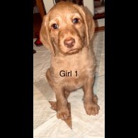Hungarian Vizsla - Bitches