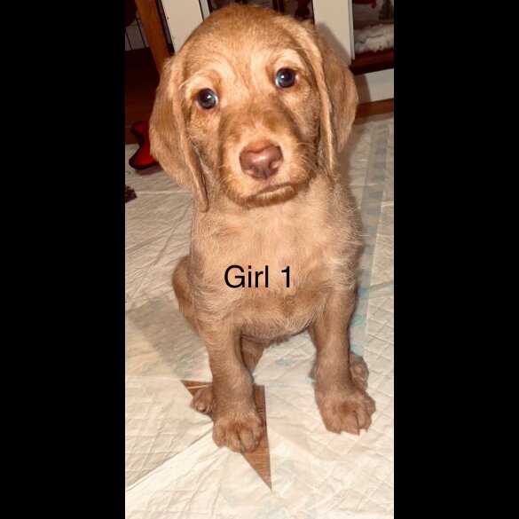 Hungarian Vizsla - Bitches
