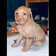 Hungarian Vizsla - Bitches