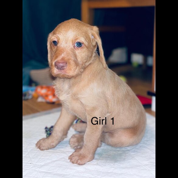 Hungarian Vizsla - Bitches