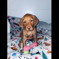 Hungarian Vizsla - Bitches