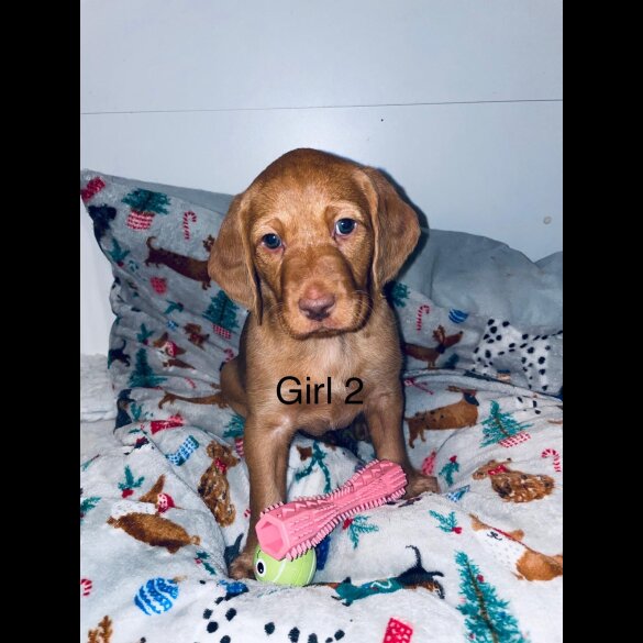 Hungarian Vizsla - Bitches