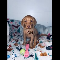Hungarian Vizsla - Bitches