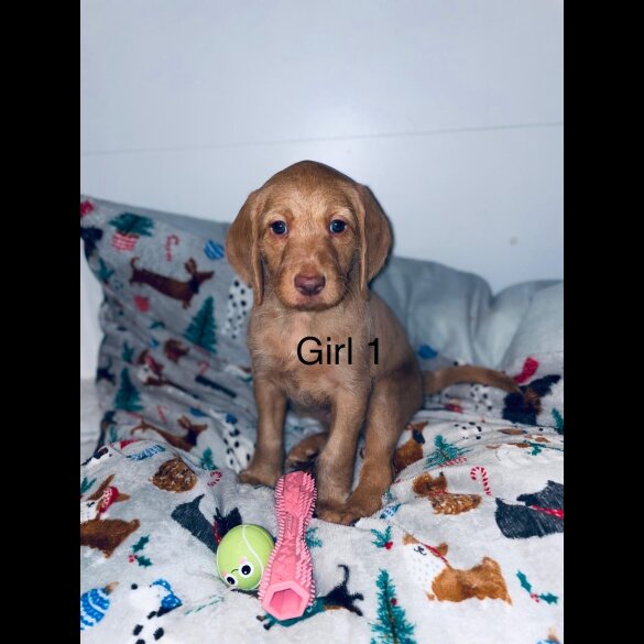 Hungarian Vizsla - Bitches