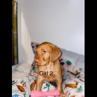 Hungarian Vizsla - Bitches