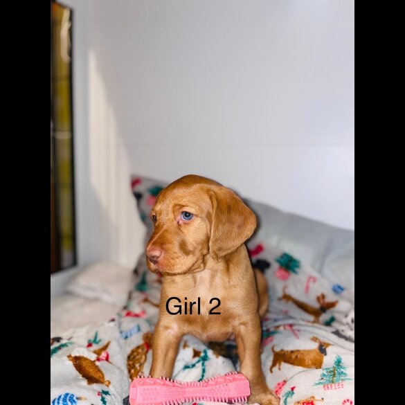 Hungarian Vizsla - Bitches