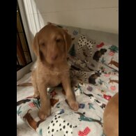 Hungarian Vizsla - Bitches