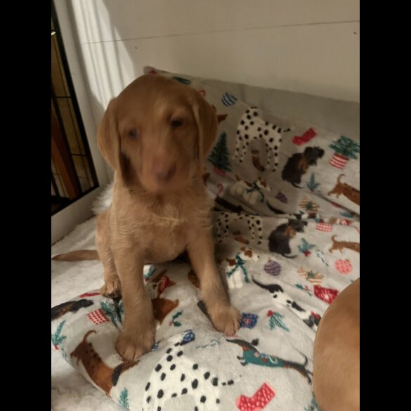 Hungarian Vizsla - Bitches