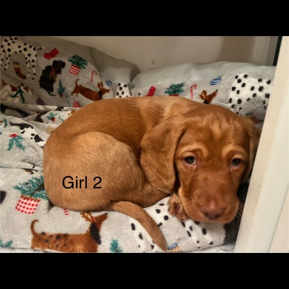 Hungarian Vizsla - Bitches