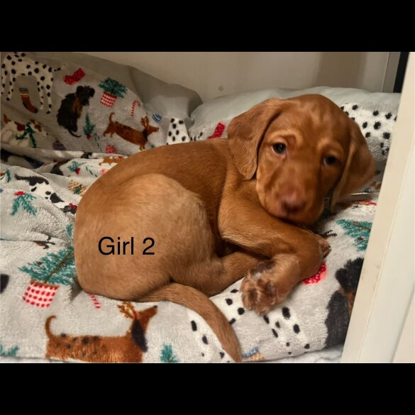 Hungarian Vizsla - Bitches