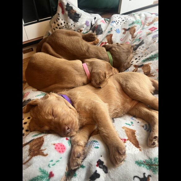 Hungarian Vizsla - Bitches