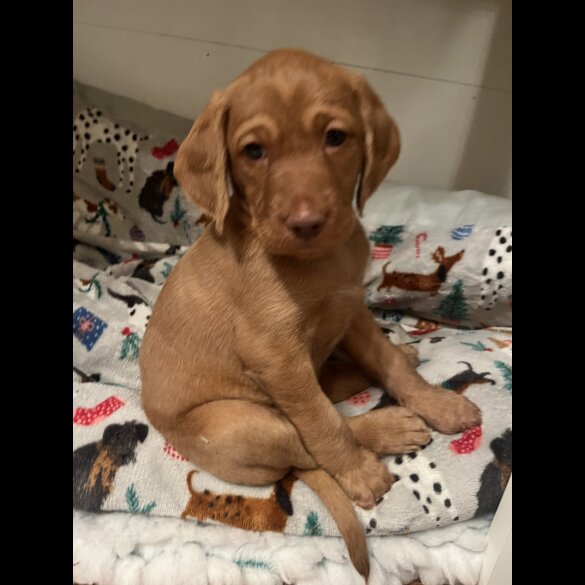Hungarian Vizsla - Bitches