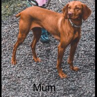 Hungarian Vizsla - Bitches