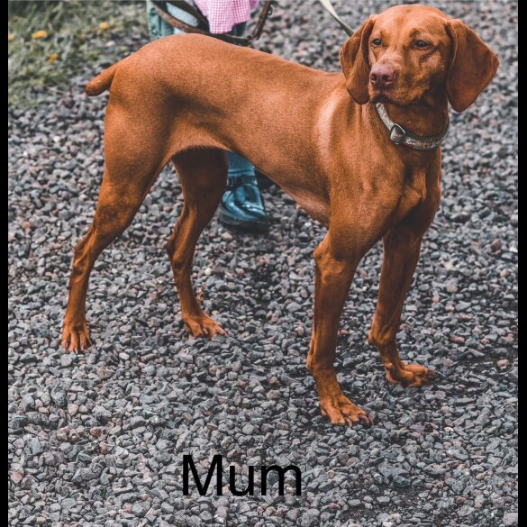Hungarian Vizsla - Bitches
