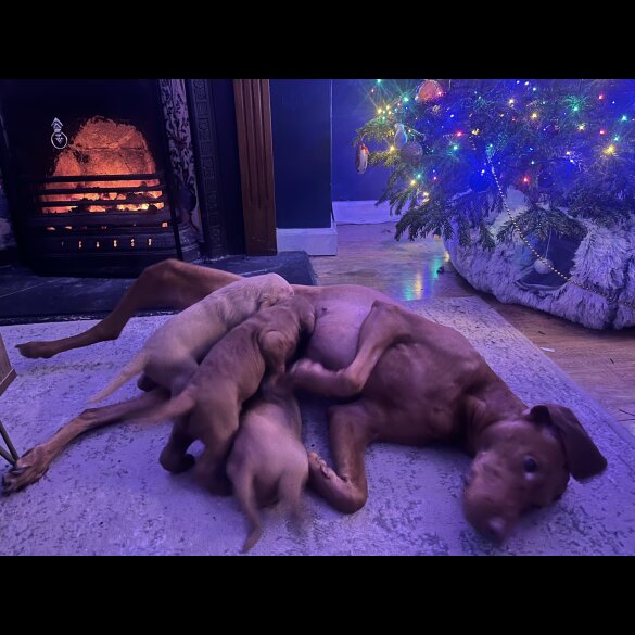 Hungarian Vizsla - Bitches