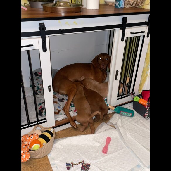 Hungarian Vizsla - Bitches